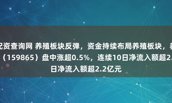配资查询网 养殖板块反弹，资金持续布局养殖板块，养殖ETF（159865）盘中涨超0.5%，连续10日净流入额超2.2亿元